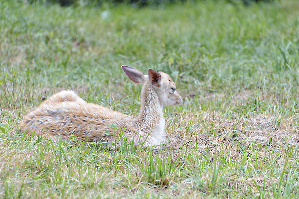포토 JPG 해외이미지 동물 공원 유럽 야생동물 밭 포유류 자연 사슴 뿔 사람없음 야외 빨간색 걷기 힘 황무지 군중 숲 바퀴자국 웅장함 해외202309 해외포토 공공시설 나라 컬러 농업 자국 모션 사람 생태계 파일형식