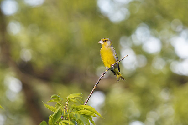 포토 JPG 해외이미지 나무 동물 야생동물 바다 백그라운드 날개 자연 갈매기 조류 하늘 풍경 사람없음 야외 물 파란색 뷰티 환경 정원 봄 자유 흰색 비행 그룹 깃털 사냥 부리 내추럴 동물상 힘찬 슬로모션 해외202309 해외포토 자연요소 식물 계절 컬러 컨셉 촬영기법 조형물 생태계 파일형식