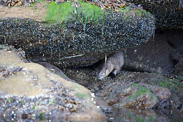 포토 JPG 해외이미지 동물 야생동물 바다 여행 캐나다 항해 성인 사람없음 해조류 암초 숨기 해외202309 해외포토 북아메리카 배_교통 모션 사람 해양식물 파일형식