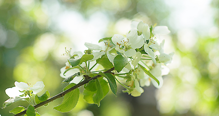포토 JPG 해외이미지 식물 꽃잎 꽃 컬러 꽃다발 백그라운드 잎 꽃무늬 자연 사람없음 야외 초록색 뷰티 정원 봄 성장 벚꽃 흰색 개화 닫기 사과 4월 5월 내추럴 효과 해외202309 해외포토 계절 무늬 과일 모션 날짜 생태계 파일형식