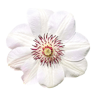 포토 JPG 해외이미지 식물 1 계절 꽃잎 꽃 잎 꽃무늬 자연 사람없음 야외 장식 여름 햇빛 뷰티 정원 봄 벚꽃 흰색 신선 개화 닫기 큼 순수 싱글 내추럴 꽃수술 영원 완전 해외202309 해외포토 컬러 컨셉 무늬 모션 태양 크기 생태계 파일형식