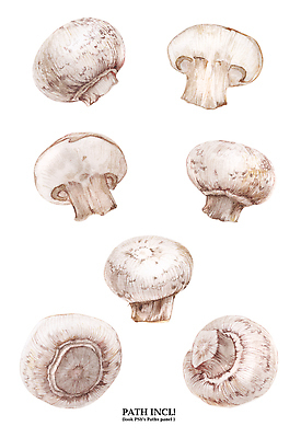 포토 JPG 해외이미지 식물 음식 재료 수채화 요리 사람없음 버섯 흰색 신선 상품 손그림 레시피 고립 단백질 영양소 해외202309 해외포토 컬러 파일형식