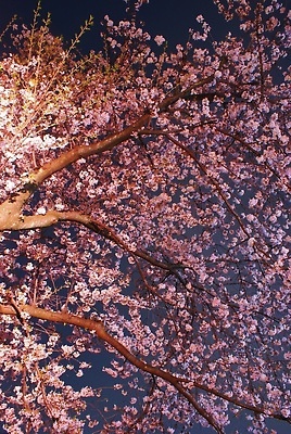 포토 JPG 해외이미지 식물 꽃잎 꽃 실루엣 분홍색 잎 패턴 자연 하늘 조명 풍경 이벤트 사람없음 야외 목재 빨간색 초록색 빛 일본 맑음 봄 도시 도쿄 야간 네온 해외202309 해외포토 자연요소 나무 계절 아시아 컬러 무늬 재료 날씨 촬영기법 생태계 파일형식