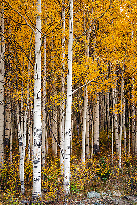 포토 JPG 해외이미지 나무 계절 도로 컬러 여행 백그라운드 잎 돈 자연 휴가 산 사람없음 야외 컬러풀 뷰티 반사 노란색 달러 미국 탐험 나뭇가지 고속도로 황무지 황금 고독 숲 멀리 탐사 콜로라도 해외202309 해외포토 식물 감정 길 북아메리카 교통시설 재산 생태계 파일형식