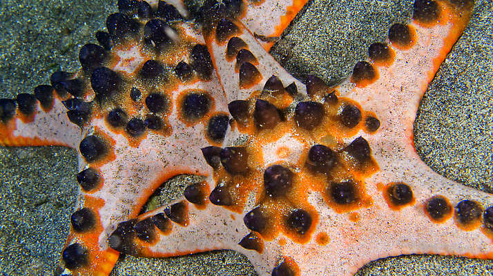 포토 JPG 해외이미지 동물 야생동물 바다 자연 불가사리 사람없음 야외 컬러풀 뷰티 환경 바닷속 수중 다양 산호 산호초 잠수함 환경보전 생태계 다이빙 생물학 암초 깊이 동물상 생태학 해외202309 해외포토 교육 컬러 다수 극피동물 조형물 수영 수중식물 자포동물 사회이슈 수중스포츠 파일형식