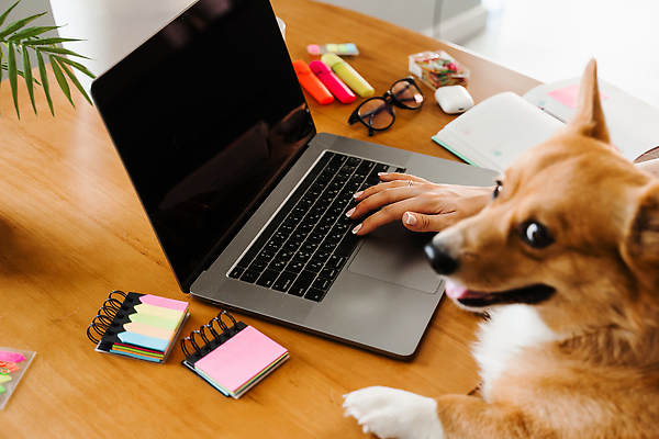 포토 JPG 해외이미지 동물 라이프스타일 교육 행복 인터넷 통신 가족 관계 포옹 휴식 아파트 주택 함께함 실내 사랑 한명 내부 노트북 반려동물 사무실 귀여움 우정 잡기 업무 개 연결 멀리 온라인 주인 프리랜서 순혈 해외202309 해외포토 직업 1 감정 컨셉 비즈니스 포유류 안기 모션 사람 건물 생활 친구 전자제품 작업 파일형식
