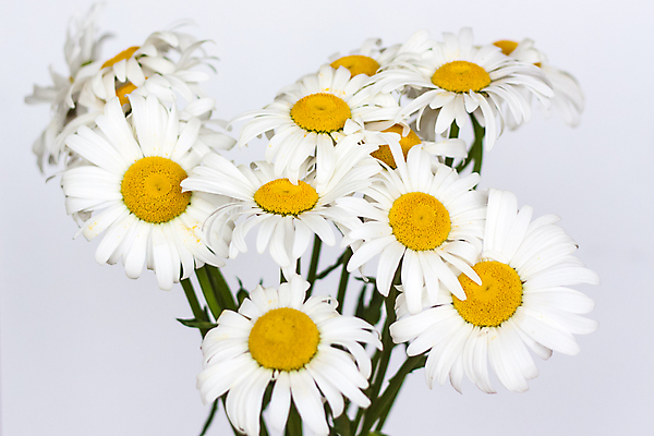 포토 JPG 해외이미지 식물 디자인 계절 꽃잎 컬러 꽃다발 백그라운드 잎 꽃무늬 밭 자연 휴가 선물 사람없음 초록색 컬러풀 뷰티 노란색 정원 꽃병 봄 낭만 흰색 신선 개화 그늘 허브 질감 데이지 엽서 내추럴 고립 해외202309 해외포토 꽃 컨셉 무늬 농업 편지 생태계 파일형식