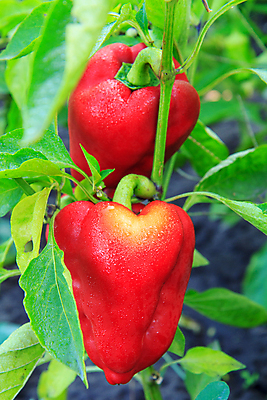 포토 JPG 해외이미지 식물 계절 음식 잎 농업 채소 자연 파프리카 건강 사람없음 초록색 여름 농장 노란색 정원 농사 수확 성장 종 신선 달콤 유기농 날것 후추 내추럴 숙성 채식주의자 해외202309 해외포토 웰빙 산업 컬러 맛 향신료 생태계 채식 파일형식