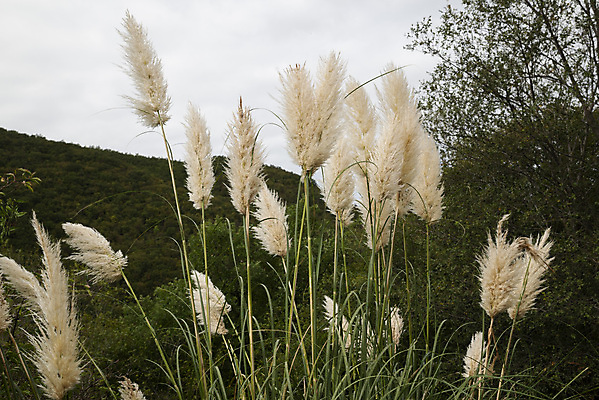 포토 JPG 해외이미지 나무 식물 계절 공원 꽃 줄기 백그라운드 잎 밭 자연 하늘 바람 산 풍경 사람없음 야외 장식 초록색 여름 파란색 빛 태양 갈색 환경 정원 미국 봄 가을 흰색 시골 깃털 부드러움 남쪽 내추럴 해외202309 해외포토 자연요소 공공시설 컬러 북아메리카 농업 날씨 감각 방향 생태계 파일형식