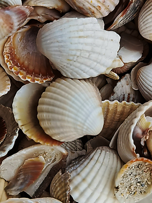 포토 JPG 해외이미지 동물 디자인 바다 컬러 여행 백그라운드 컨셉 패턴 자연 표면 추상 휴가 조개 연체동물 나선형 해변 사람없음 컬러풀 뷰티 껍질 흰색 소라 혼합 수집 해산물 질감 홍합 가리비 모음 내추럴 그런지 이국적 많음 해외202309 해외포토 무늬 어패류 무척추동물 한글 생태계 파일형식