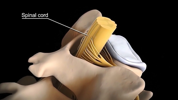 포토 JPG 해외이미지 손 일러스트 손가락 해부 뼈 골격 사람없음 약 손상 고통 기둥 질병 척추 외과 고립 방법 압력 정형외과 증상 해외202309 해외일러스트 건축 감정 컨셉 의학 병원 신체부위 파일형식