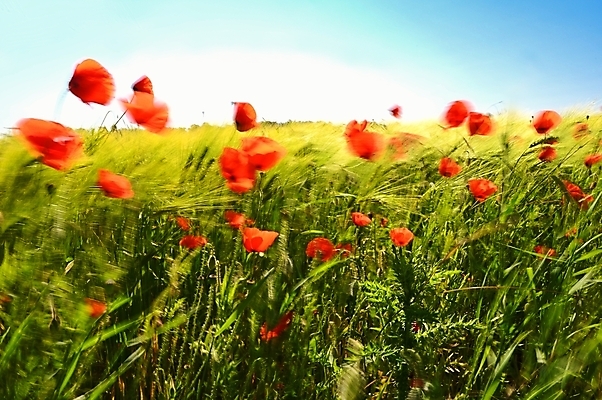 포토 JPG 해외이미지 식물 계절 꽃잎 꽃 컬러 백그라운드 잎 꽃무늬 밭 농업 자연 벽지 하늘 미술 사람없음 야외 장식 빨간색 초록색 컬러풀 햇빛 뷰티 환경 정원 맑음 일몰 봄 활발 들꽃 벚꽃 시골 신선 개화 양귀비 내추럴 해외202309 해외포토 산업 컨셉 무늬 날씨 문화예술 태양 노을 생태계 파일형식