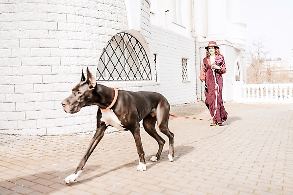 포토 JPG 해외이미지 전신 한마리 건축물 여자 반려견 길 한명 성인 야외 앞모습 걷기 산책 잡기 대형견 목줄 성인여자한명만 그레이트덴 해외202309 해외포토 1 건축 뷰포인트 모션 휴식 사람 반려동물 개 여자한명만 성인여자만 파일형식 반려용품