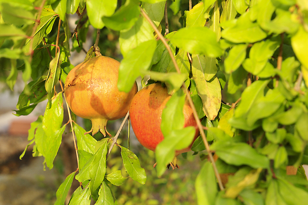 포토 JPG 해외이미지 나무 길 음식 분홍색 조각 잎 농업 다이어트 오렌지 과일 재료 부분 자연 매달리기 건강 사람없음 빨간색 수확 흰색 나뭇가지 신선 그룹 스페인 달콤 작음 낟알 자르기 지중해 유기농 날것 석류 덩어리 내추럴 그라나다 숙성 스페인어 알리칸테 채식주의자 해외202309 해외포토 식물 웰빙 유럽 산업 바다 컬러 모션 맛 크기 생태계 채식 파일형식