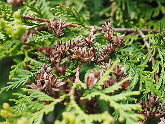 포토 JPG 해외이미지 나무 식물 공원 백그라운드 잎 자연 씨앗 사람없음 야외 목재 장식 초록색 울타리 뷰티 정원 성장 벚꽃 나뭇가지 닫기 숲 관목 묘사 질감 상록수 침엽수 원뿔 내추럴 삼나무 해외202309 해외포토 도형 공공시설 꽃 컬러 재료 모션 담장 생태계 파일형식