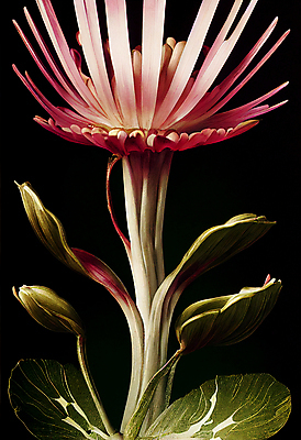 포토 JPG 해외이미지 식물 꽃잎 꽃 줄기 분홍색 컬러 백그라운드 잎 꽃무늬 일러스트 자연 종류 사람없음 야외 장식 초록색 컬러풀 뷰티 정원 검은색 봄 성장 신선 개화 큼 원예 내추럴 대칭 세련 현실 해외202309 해외일러스트 계절 무늬 취미 크기 생태계 파일형식