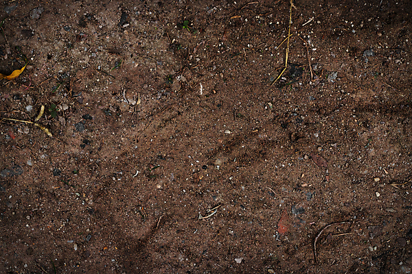 포토 JPG 해외이미지 나무 식물 계절 공원 컬러 백그라운드 잎 자연 표면 추상 건조 사람없음 야외 목재 장식 갈색 환경 정원 흙 나뭇가지 죽음 소나무 거친 숲 묘사 질감 침엽수 전나무 내추럴 땅바닥 수목 엘리먼트 옛날 해외202309 해외포토 공공시설 무늬 재료 바닥 생태계 파일형식