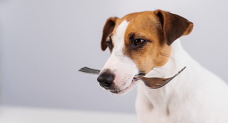 포토 JPG 해외이미지 포크 사람없음 반려동물 개 강아지 잭러셀테리어 해외202309 해외포토 동물 식기 포유류 테리어 파일형식