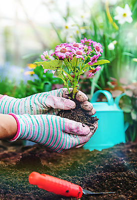 포토 JPG 해외이미지 손 꽃 장갑 들기 신체부위 정원 흙 성장 삽 원예 심기 해외202309 해외포토 식물 잡화 모션 사람 취미 파일형식