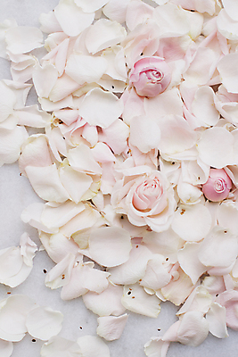 포토 JPG 해외이미지 꽃잎 백그라운드 자연 사람없음 장미 해외202309 해외포토 꽃 생태계 파일형식