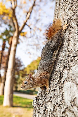 포토 JPG 해외이미지 나무 사람없음 갈색 귀여움 다람쥐 해외202309 해외포토 식물 컬러 컨셉 설치류 파일형식