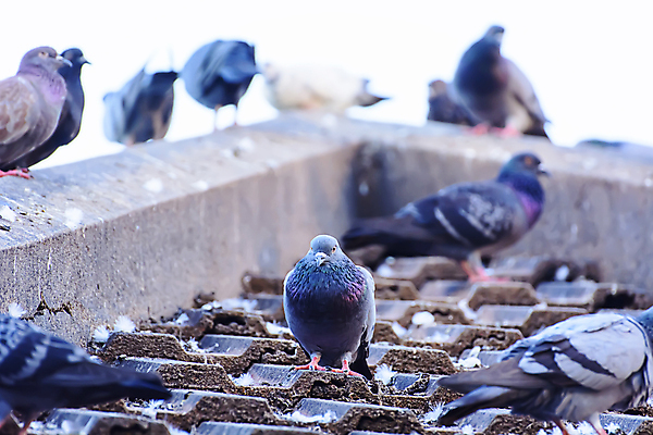 포토 JPG 해외이미지 동물 공원 야생동물 백그라운드 자연 조류 지붕 사람없음 여름 뷰티 회색 자유 도시 타일 깃털 비둘기 부리 해외202309 해외포토 계절 공공시설 컬러 컨셉 생태계 파일형식