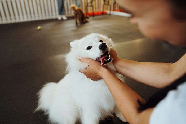 포토 JPG 해외이미지 동물 실내 한명 사람 반려동물 개 기르기 순혈 해외202309 해외포토 1 포유류 내부 돌봄 파일형식