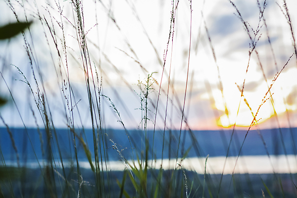포토 JPG 해외이미지 식물 계절 컬러 백그라운드 컨셉 잎 패턴 밭 자연 벽지 하늘 아침 추상 부활절 미술 풍경 잔디 사람없음 야외 아웃포커스 초록색 여름 파란색 빛 햇빛 태양 뷰티 맑음 봄 새벽 광선 신선 점 닫기 부드러움 내추럴 뿌연 효과 해외202309 해외포토 주간 자연요소 기념일 무늬 농업 모션 날씨 문화예술 촬영기법 감각 생태계 파일형식