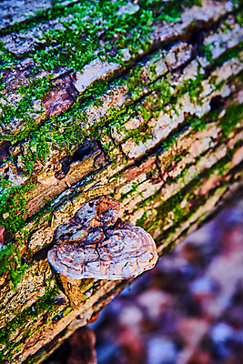 포토 JPG 해외이미지 나무 식물 계절 공원 벽 여행 잎 지붕 이끼 사람없음 야외 물 울타리 강 노란색 평화 환경 버섯 봄 캠핑 숲 배낭여행 질감 통나무 내추럴 해외202309 해외포토 자연요소 공공시설 컬러 컨셉 레저 담장 파일형식