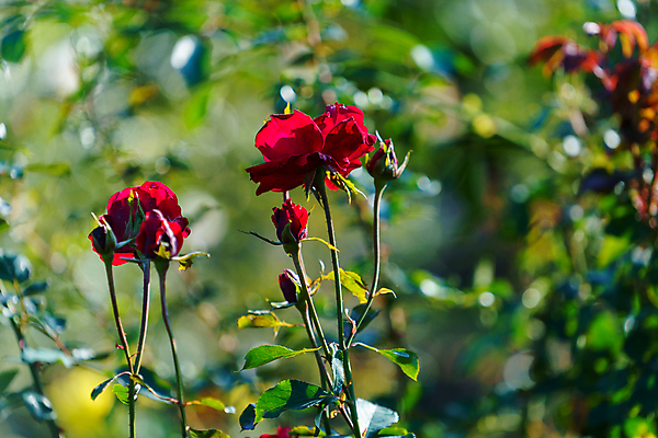 포토 JPG 해외이미지 식물 계절 공원 꽃잎 꽃 컬러 꽃무늬 자연 사람없음 빨간색 뷰티 장미 봄 벚꽃 원예 화단 해외202309 해외포토 공공시설 무늬 취미 생태계 파일형식
