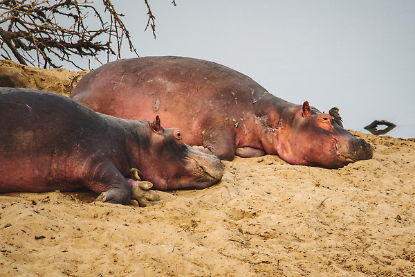 포토 JPG 해외이미지 동물 공원 호수 야생동물 여행 포유류 아프리카 자연 국립공원 사람없음 물 파란색 강 머리 검은색 수영 분노 흰색 입 황무지 위험 큼 사파리 황소 하마 케냐 턱 남쪽 내추럴 동물상 보츠와나 우간다 잠비아 전국 탄자니아 해외202309 해외포토 자연요소 공공시설 감정 나라 컬러 컨셉 신체부위 조형물 수상스포츠 소 크기 방향 생태계 파일형식