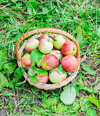 포토 JPG 해외이미지 나무 계절 딸 행복 어린이 음식 잎 과일 비즈니스 가족 자연 함께함 관리 사랑 사람 사람없음 빨간색 초록색 여름 농작물 상자 태양 농장 소풍 정원 기쁨 수확 가을 아기 대접 신선 아빠 사과 농부 수집 먹기 주기 원예 카피스페이스 해외202309 해외포토 자연요소 식물 직업 감정 컬러 컨셉 농업 관계 모션 취미 야외활동 공백 생태계 파일형식