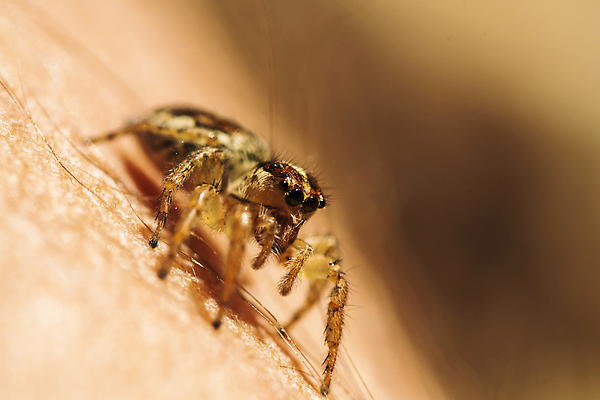 포토 JPG 해외이미지 동물 야생동물 곤충 자연 사람없음 갈색 정원 검은색 웹 흰색 닫기 벌레 육식동물 거미 고립 해외202309 해외포토 컬러 인터넷 모션 생태계 파일형식