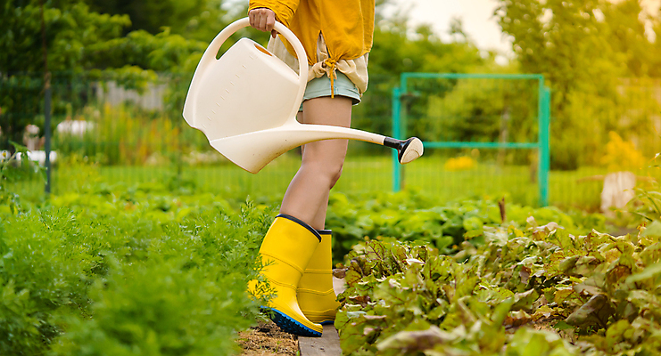 포토 JPG 해외이미지 식물 백인 여자 행복 농업 부츠 사람 잔디 사람없음 야외 초록색 물 뷰티 노란색 정원 농사 흙 젖음 성장 신선 잡기 업무 캔 떨어짐 뿌리기 원예 복고 분무기 고무 돌봄 비트 온실 원예사 스타일 해외202309 해외포토 자연요소 서양인 직업 감정 산업 컬러 신발 컨셉 채소 모션 취미 작업 파일형식