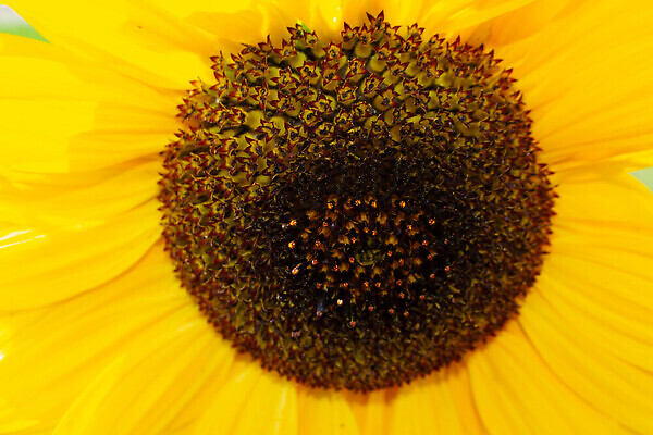 포토 JPG 해외이미지 식물 동물 계절 꽃 백그라운드 밭 농업 벽지 발렌타인데이 사람없음 야외 초록색 파란색 컬러풀 정원 활발 벚꽃 전원 농촌 시골 신용카드 개화 재산 그린에너지 원예 꿀 비타민 밭일 해외202309 해외포토 산업 컬러 컨셉 데이이벤트 취미 금융 에너지 전기에너지 영양소 파일형식