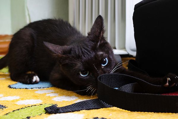 포토 JPG 해외이미지 응시 가방 사람없음 반려동물 눕기 귀여움 검은색 고양이 놀기 안락 해외202309 해외포토 동물 시선 잡화 컬러 컨셉 포유류 모션 파일형식