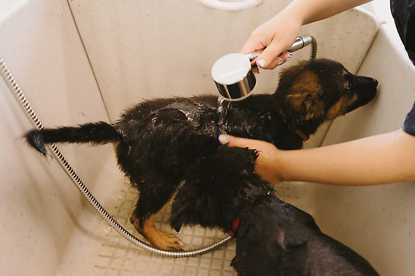 포토 JPG 해외이미지 동물 헤어스타일 신랑 2 포유류 주택 수영장 털 실내 건강 사람없음 물 반려동물 갈색 상점 스파 목욕 젖음 욕실 유머 개 강아지 빨래 작음 요크셔테리어 테리어 비누 샴푸 몸단장 송곳니 기르기 돌봄 샤워실 위생관리 유래 순혈 해외202309 해외포토 자연요소 감정 컬러 결혼 가사 모션 관리 내부 건물 위생용품 청결 치아 크기 샤워시설 파일형식