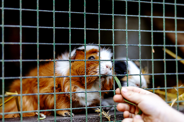 포토 JPG 해외이미지 동물 야생동물 농업 자연 털 사람없음 여름 반려동물 뷰티 농장 가축 봄 목장 시골 아기 돼지 그룹 달콤 작음 모피 먹기 새장 솜털 기르기 동물상 밭일 해외202309 해외포토 계절 산업 포유류 모션 사람 조형물 맛 크기 생태계 돌봄 케이지 파일형식