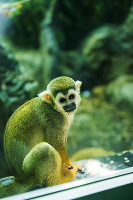 포토 JPG 해외이미지 나무 동물 얼굴 야생동물 포유류 자연 털 동물원 앉기 사람없음 나뭇가지 아기 숲 작음 다람쥐 해외202309 해외포토 식물 모션 사람 신체부위 설치류 크기 생태계 파일형식