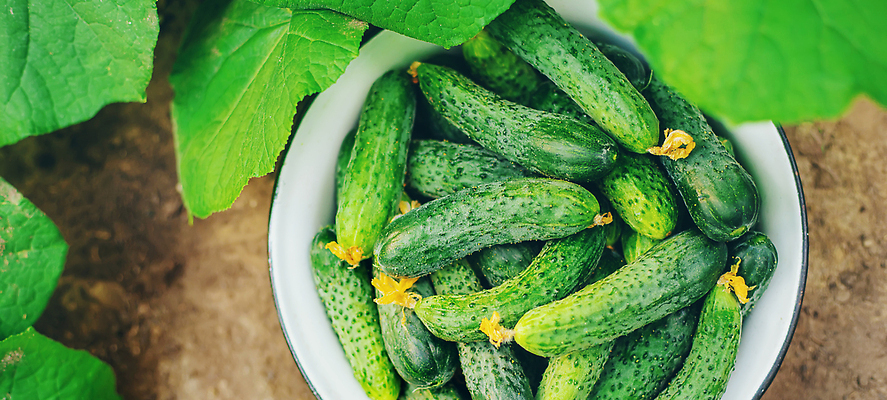 포토 JPG 해외이미지 식물 배너 음식 백그라운드 잎 농업 토마토 채소 자연 오이 건강 사람없음 야외 초록색 여름 농작물 햇빛 농장 노란색 정원 샐러드 수확 성장 나뭇가지 시골 신선 맛 다발 유기농 원예 날것 비타민 국산 내추럴 밭일 숙성 슬로바키아 온실 채식주의자 카피스페이스 해외202309 해외포토 나무 웰빙 계절 유럽 산업 컬러 컨셉 취미 태양 공백 생태계 채식 영양소 파일형식