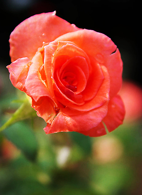 포토 JPG 해외이미지 꽃 잎 자연 사람없음 빨간색 화려 원예 해외202309 해외포토 식물 컬러 컨셉 취미 생태계 파일형식