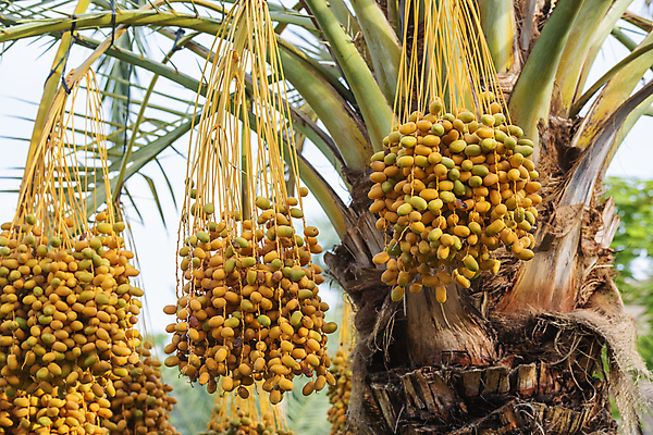 포토 JPG 해외이미지 나무 식물 음식 여행 농업 과일 자연 하늘 매달리기 파노라마 이집트 풍경 사람없음 야외 초록색 물 여름 파란색 농작물 강 야자수 뷰티 노란색 환경 전원 날짜 강가 큼 다발 유기농 대추 내추럴 해외202309 해외포토 자연요소 웰빙 계절 산업 컬러 모션 아프리카 촬영기법 전기에너지 크기 생태계 파일형식