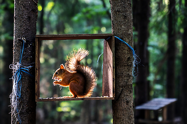 포토 JPG 해외이미지 나무 동물 1 디자인 공원 야생동물 백그라운드 잎 오렌지 장난 포유류 자연 생물 털 미술 사람없음 야외 목재 빨간색 초록색 뷰티 갈색 회색 견과류 흰색 나뭇가지 아기 설치류 숲 작음 만화 모피 먹기 심볼 꼬리 다람쥐 도토리 솜털 서식지 내추럴 해외202309 해외포토 식물 공공시설 컬러 과일 재료 모션 문화예술 사람 크기 생태계 파일형식