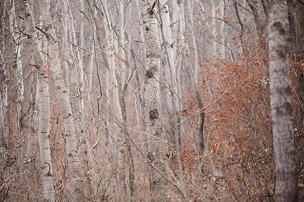포토 JPG 해외이미지 나무 식물 겨울 사람없음 목재 파란색 갈색 얼음 추위 나뭇가지 숲 서리 자작나무 해외202309 해외포토 자연요소 계절 컬러 재료 파일형식