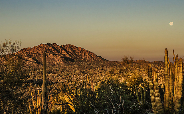 포토 JPG 해외이미지 여행 잎 산 선인장 국립공원 사람없음 일출 하이킹 사막 황무지 해외202309 해외포토 식물 공원 레저 노을 파일형식