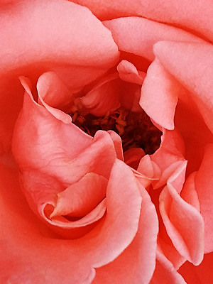 포토 JPG 해외이미지 식물 꽃잎 꽃 분홍색 꽃무늬 자연 사람없음 그래픽 여름 뷰티 장미 봄 성장 벚꽃 개화 닫기 크림 꽃봉오리 그림 질감 내추럴 해외202309 해외포토 계절 컬러 무늬 모션 생태계 파일형식