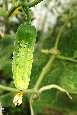 포토 JPG 해외이미지 식물 계절 꽃 음식 줄기 잎 농업 채소 재료 자연 오이 건강 사람없음 초록색 농작물 농장 노란색 정원 수확 성장 벚꽃 나뭇가지 시골 신선 작음 유기농 원예 날것 내추럴 밭일 숙성 온실 채식주의자 세련 해외202309 해외포토 나무 웰빙 산업 컬러 취미 크기 생태계 채식 파일형식