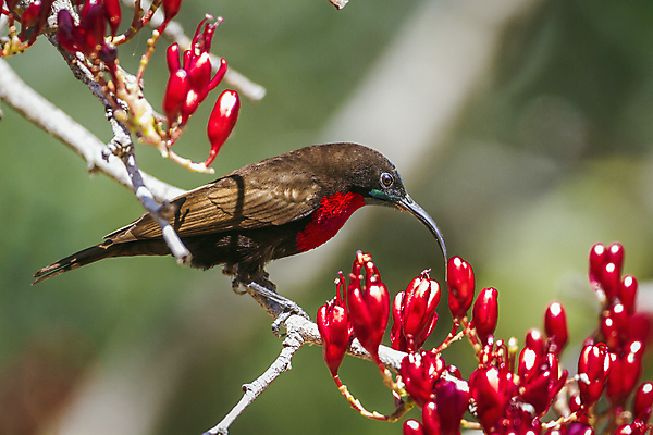 포토 JPG 해외이미지 동물 꽃 야생동물 아프리카 자연 조류 국립공원 사람없음 가로 보호 먹기 사파리 남아프리카 보호구역 크루거 해외202309 해외포토 식물 공원 나라 컨셉 모션 생태계 남아프리카공화국 구역 파일형식