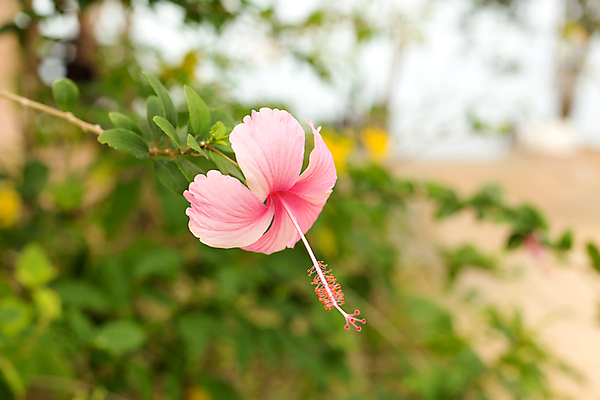 포토 JPG 해외이미지 식물 꽃잎 꽃 분홍색 컬러 백그라운드 잎 꽃무늬 자연 사람없음 초록색 정원 벚꽃 개화 닫기 소프트포커스 싱글 하와이 보케 내추럴 블러 히비스커스 해외202309 해외포토 무늬 모션 촬영기법 미국 생태계 파일형식