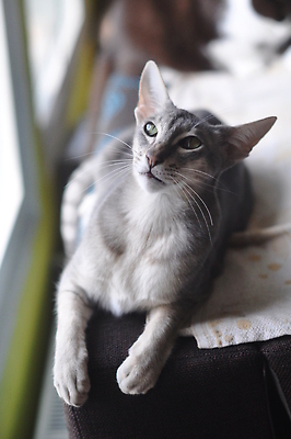 포토 JPG 해외이미지 동물 응시 행복 컬러 신체 창문 베개 발 아침 날씨 수염 앉기 동양인 사람없음 반려동물 뷰티 귀여움 고양이 전시 꿈 듣기 회색 잠 우아함 큼 꼬리 귀 타입 수의사 거짓말 기르기 단아함 지능 특별함 해외202309 해외포토 주간 시선 감정 컨셉 포유류 침구 모션 인종 신체부위 의사 크기 돌봄 파일형식